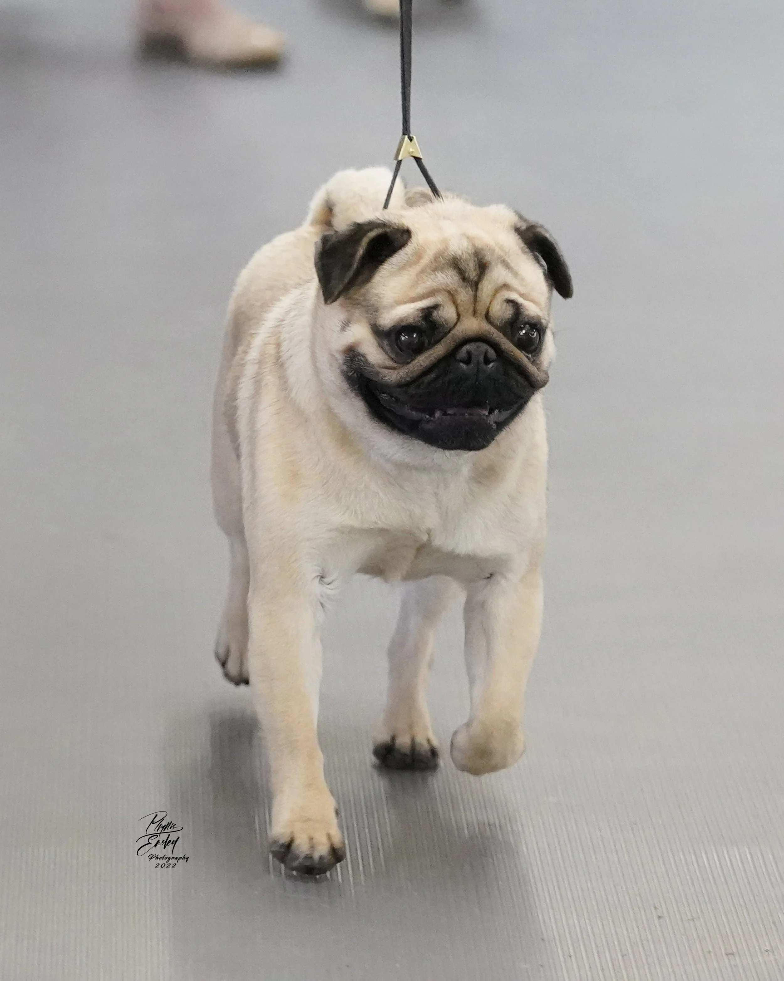 Pug club of clearance america breeders